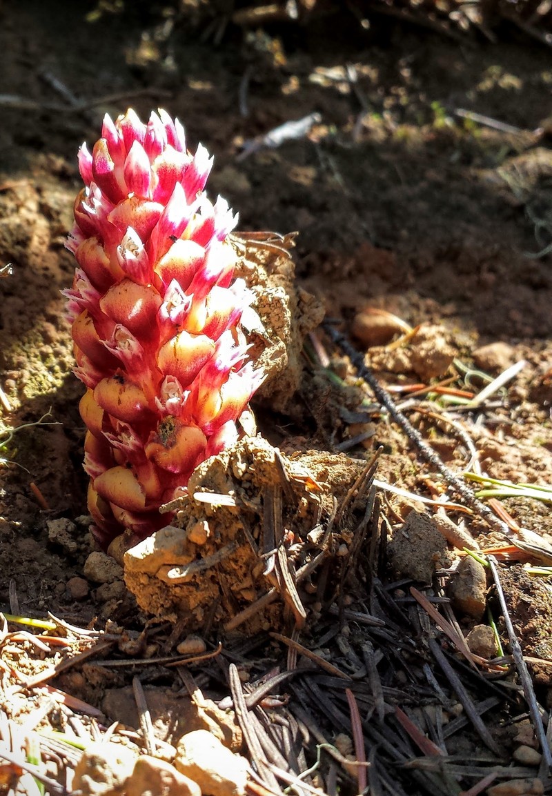 Vancouver Groundcone photo 6