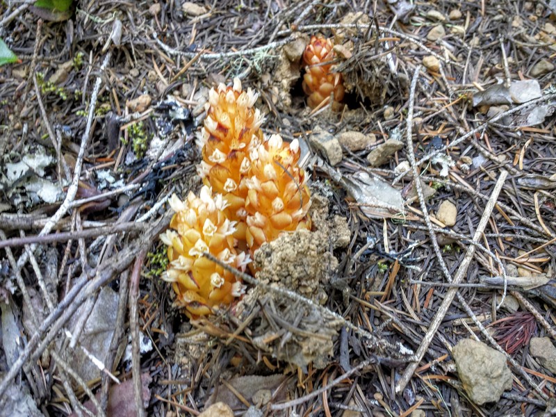 Vancouver Groundcone photo 7