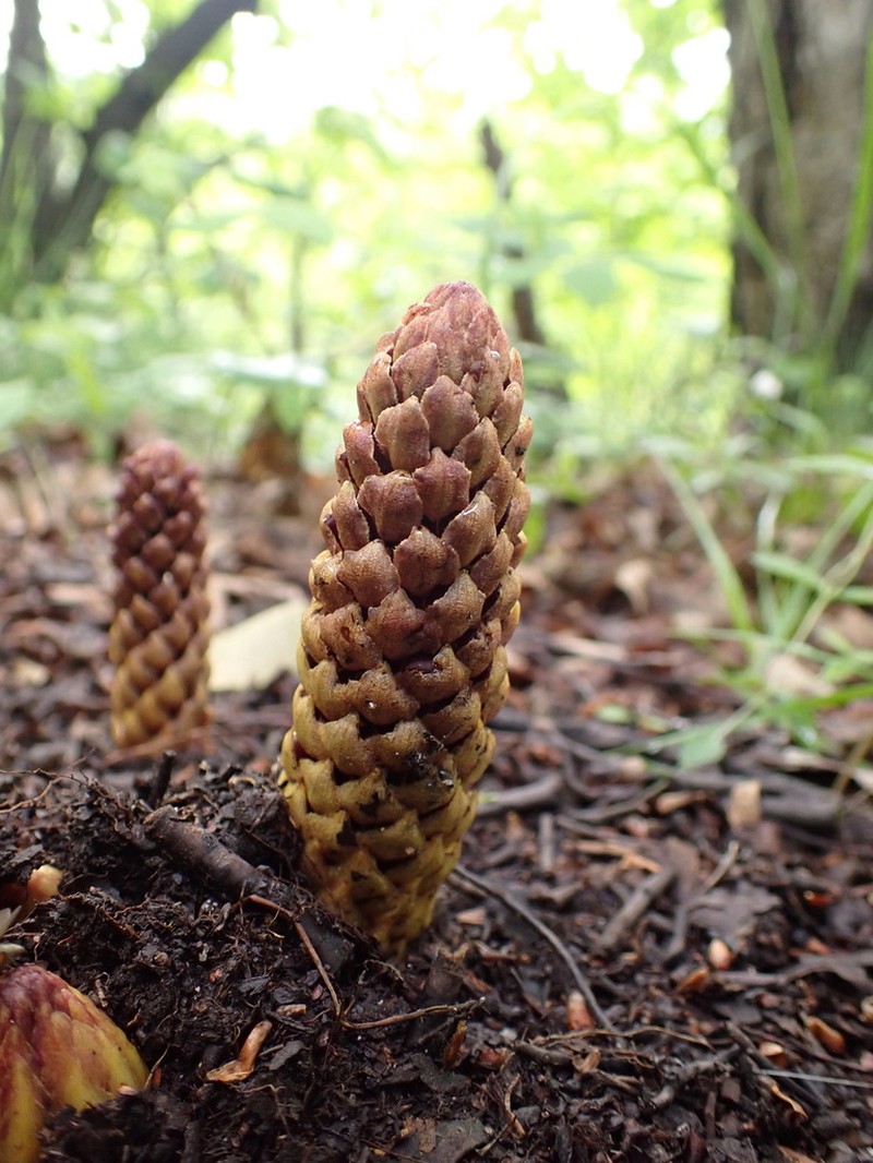 Northern Groundcone photo 2