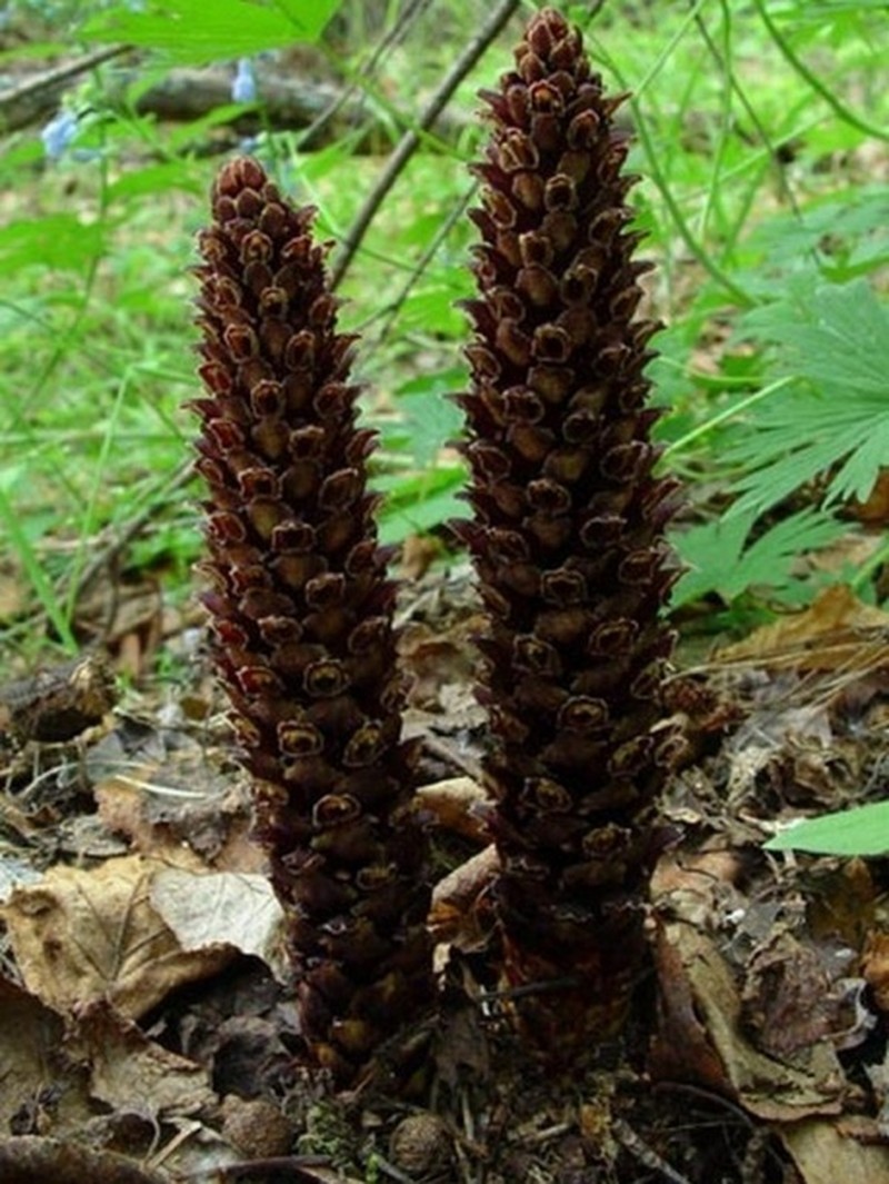 Northern Groundcone photo 3