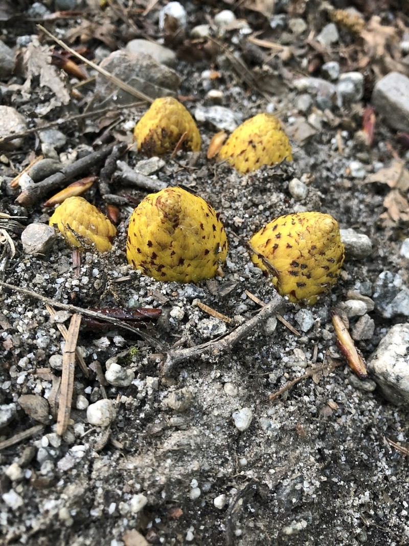 Northern Groundcone photo 5