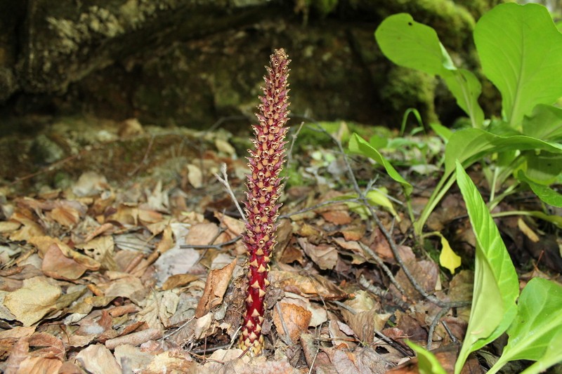 Northern Groundcone photo 6