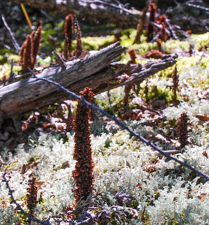 Northern Groundcone photo 7