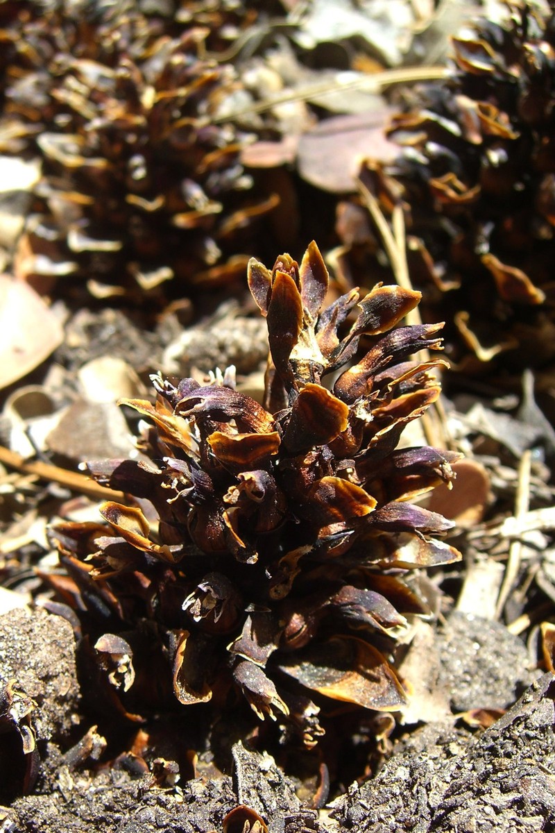 California Groundcone photo 4