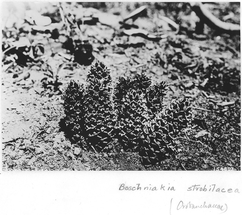 California Groundcone photo 2