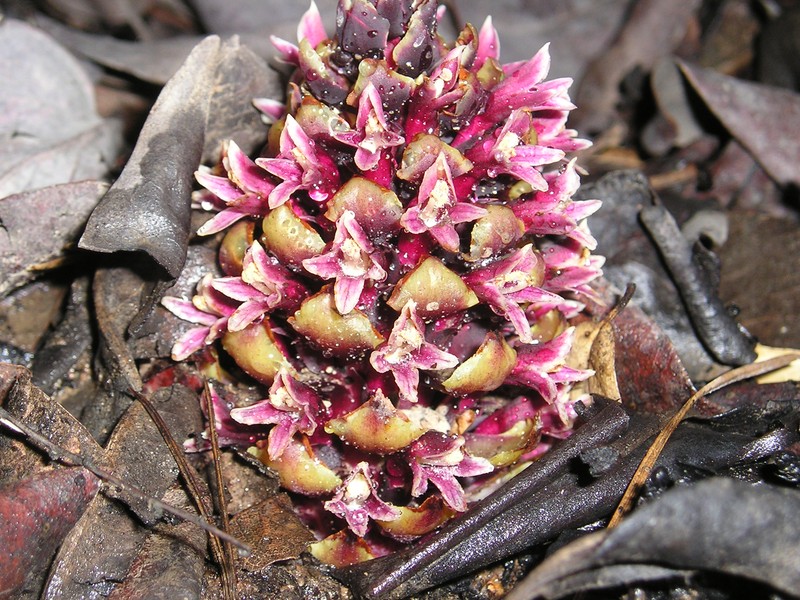 California Groundcone