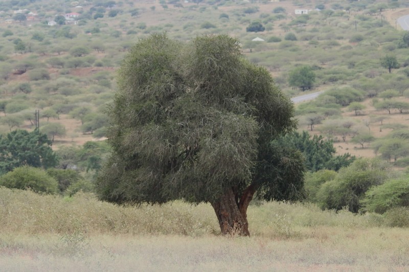 Boscia albitrunca var. albitrunca