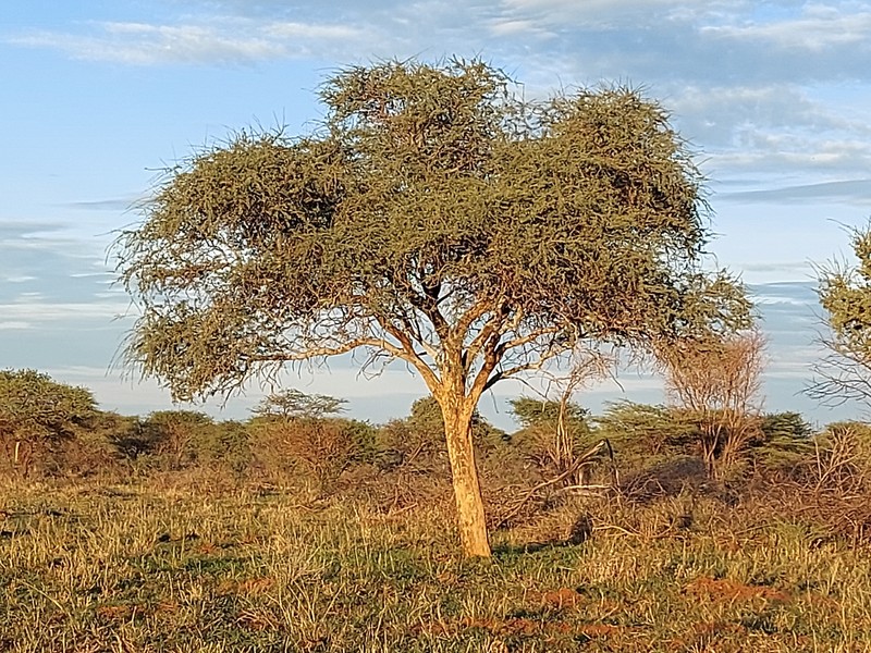 Boscia albitrunca var. albitrunca photo 2
