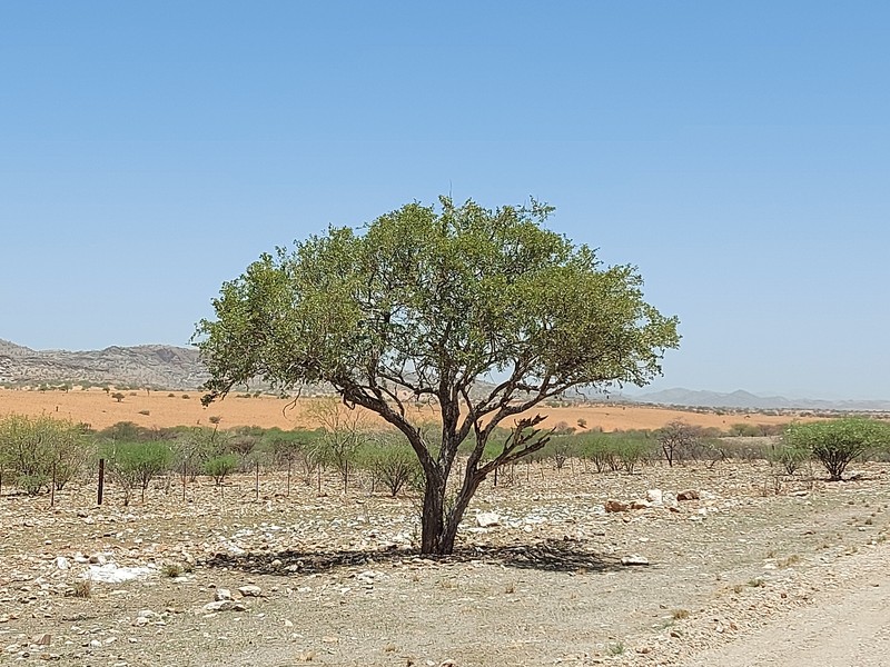 Boscia albitrunca var. albitrunca photo 3