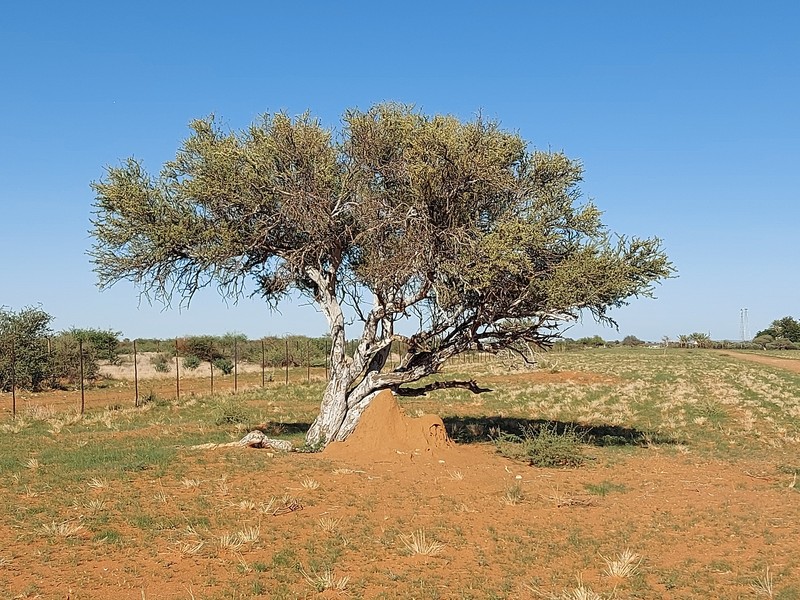 Boscia albitrunca var. albitrunca photo 4