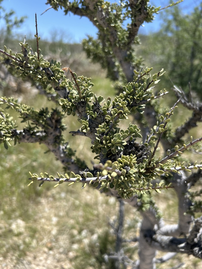 Boscia foetida subsp. foetida photo 3