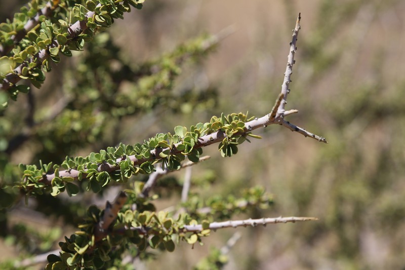 Boscia foetida subsp. foetida photo 4