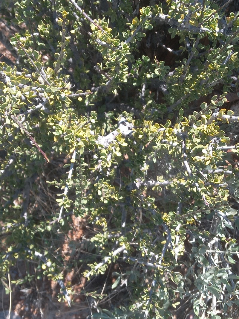 Boscia foetida subsp. foetida photo 5