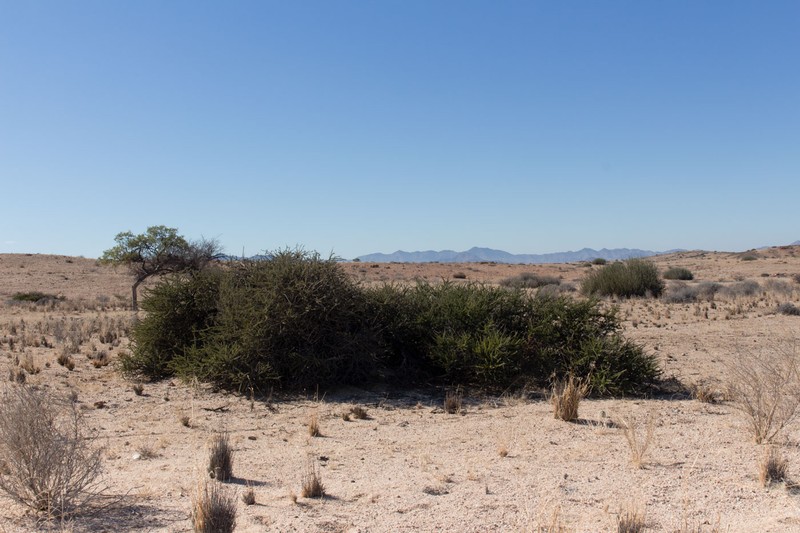 Boscia foetida subsp. foetida