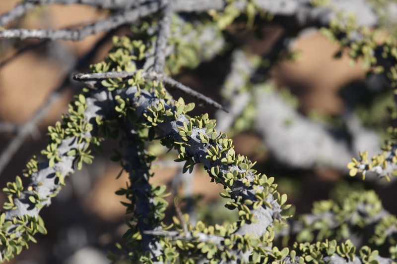 Boscia foetida subsp. foetida photo 6