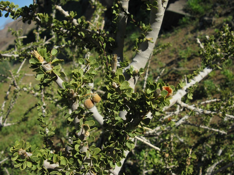 Boscia foetida subsp. foetida photo 8