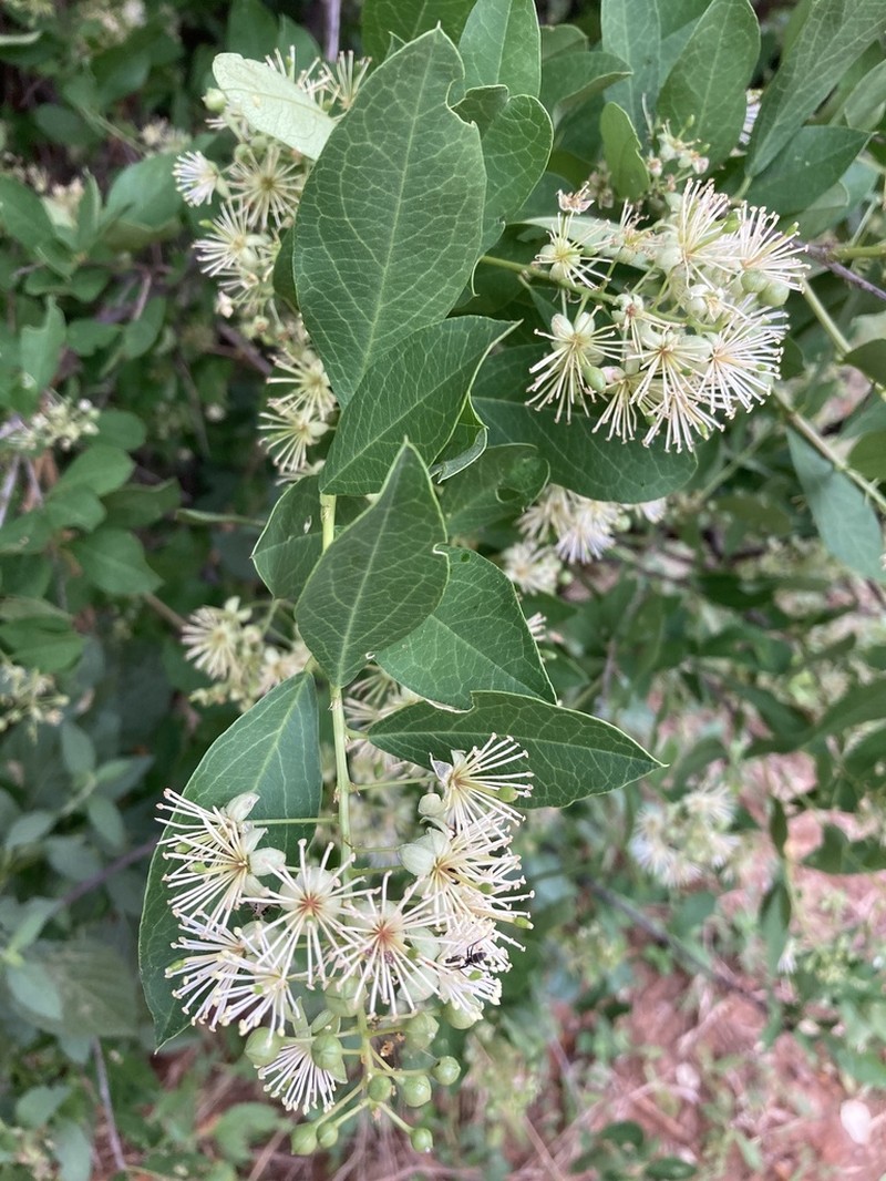 Boscia integrifolia