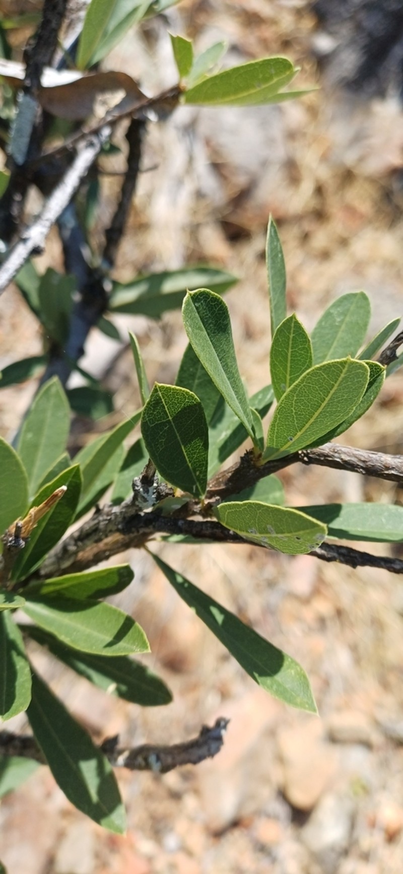 Boscia integrifolia photo 2