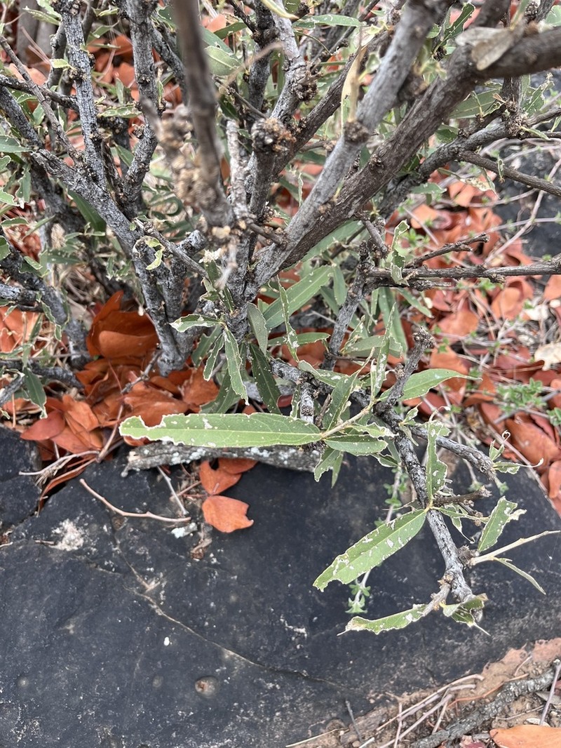 Boscia integrifolia photo 3