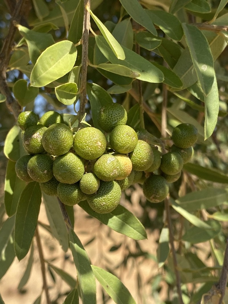 Boscia integrifolia photo 4