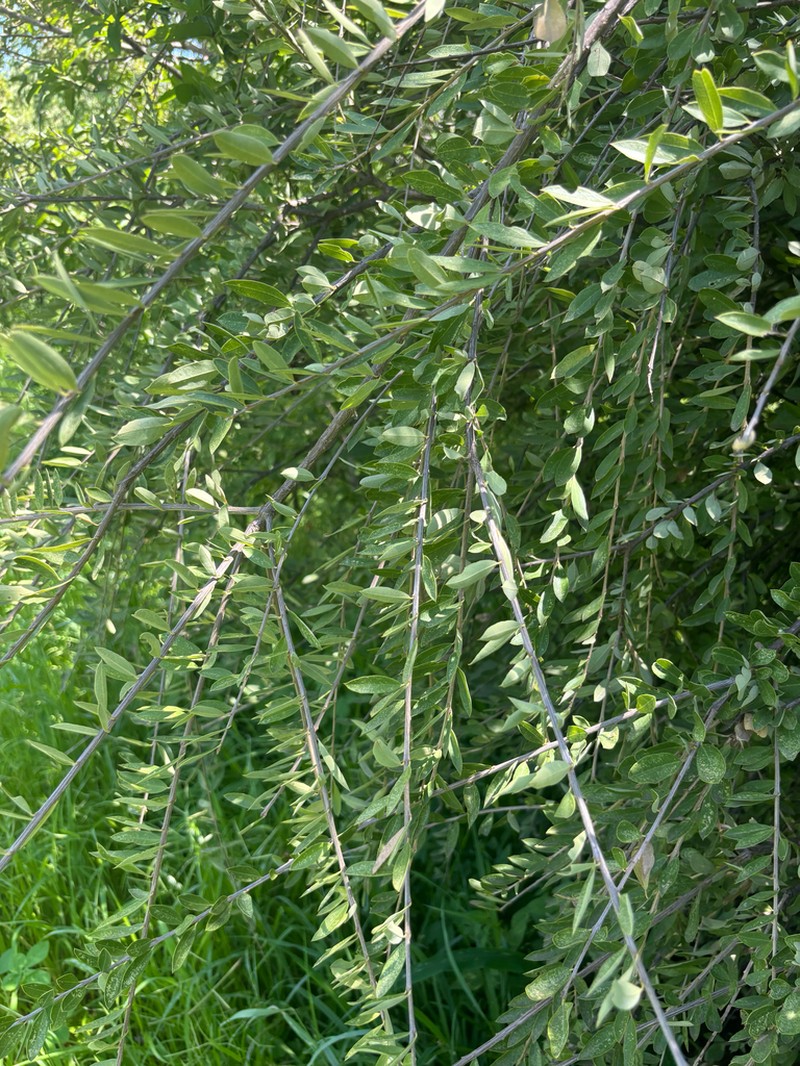 Boscia integrifolia photo 5