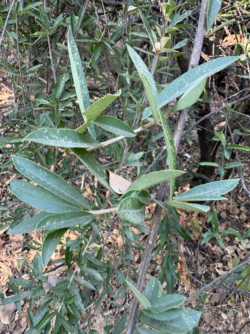 Boscia integrifolia photo 6