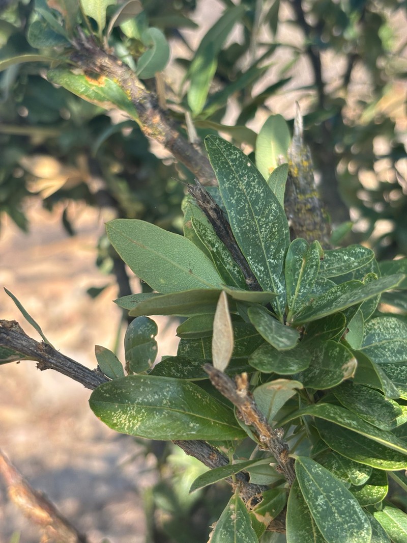 Boscia integrifolia photo 7