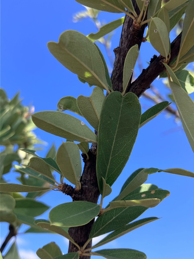 Boscia integrifolia photo 8