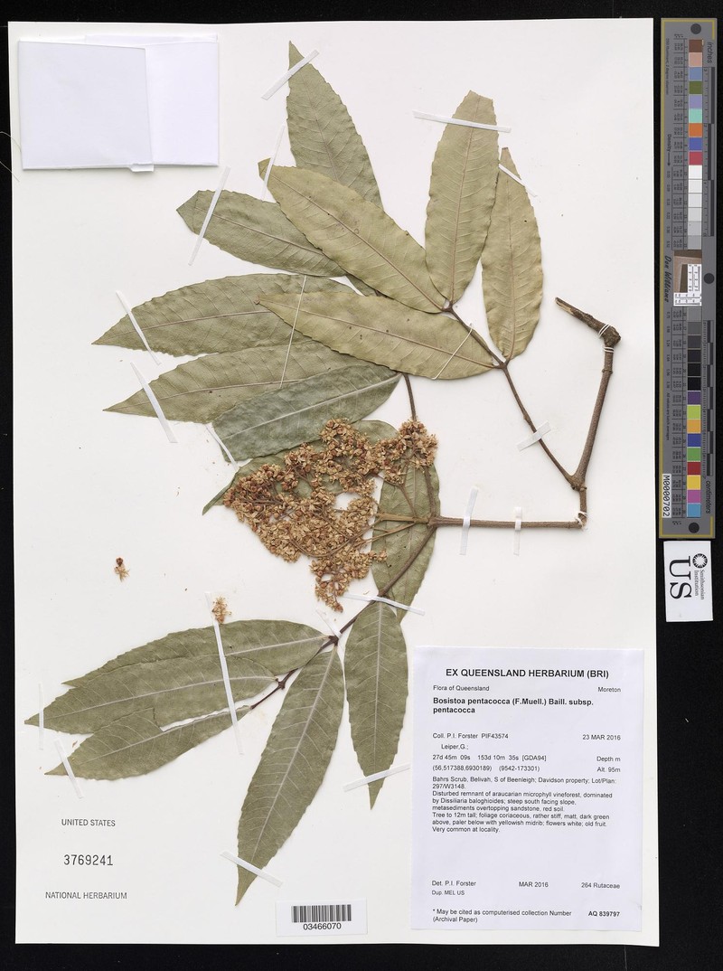 Bosistoa pentacocca subsp. pentacocca photo 2