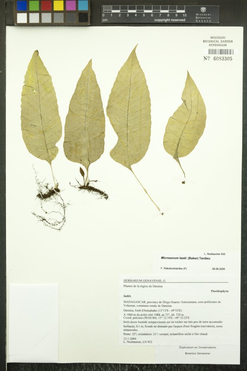 Bosmania lastii