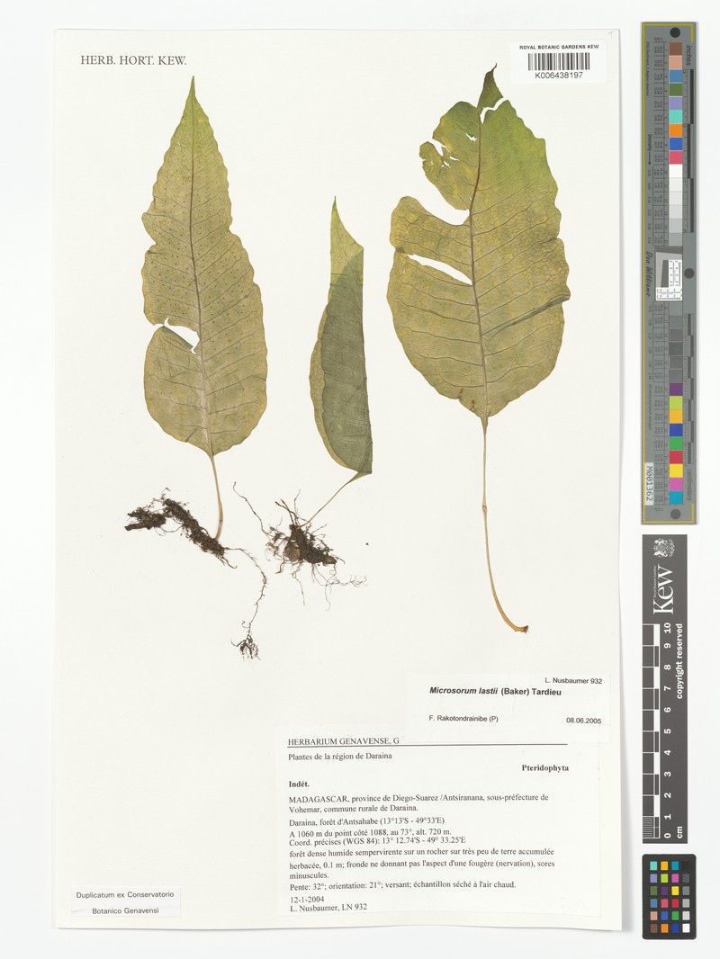 Bosmania leandriana