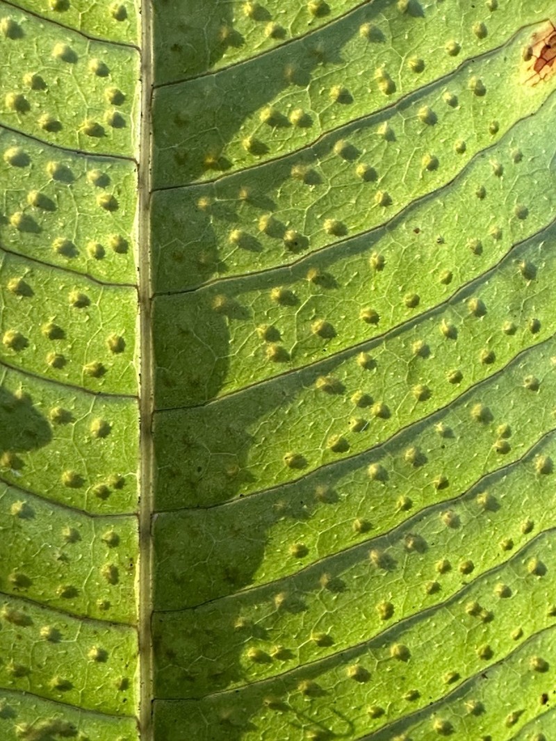 Bosmania membranacea
