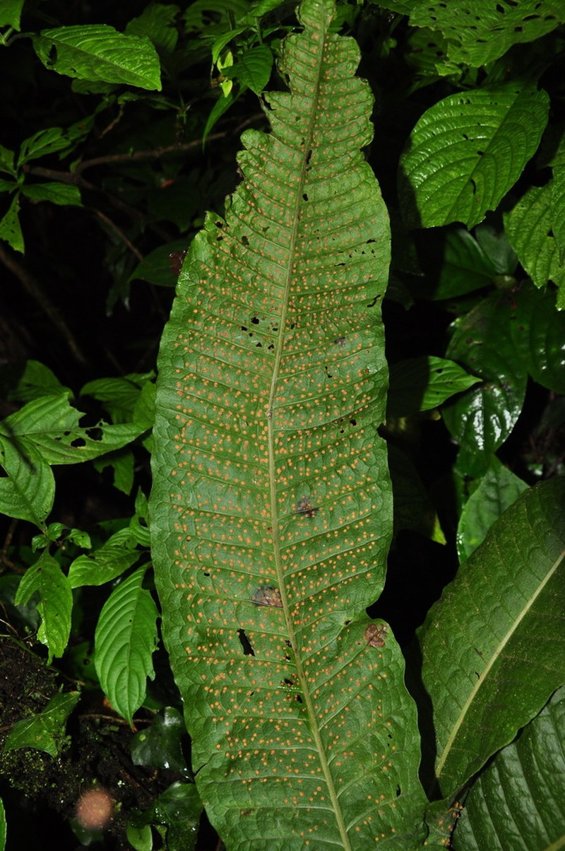 Bosmania membranacea photo 2
