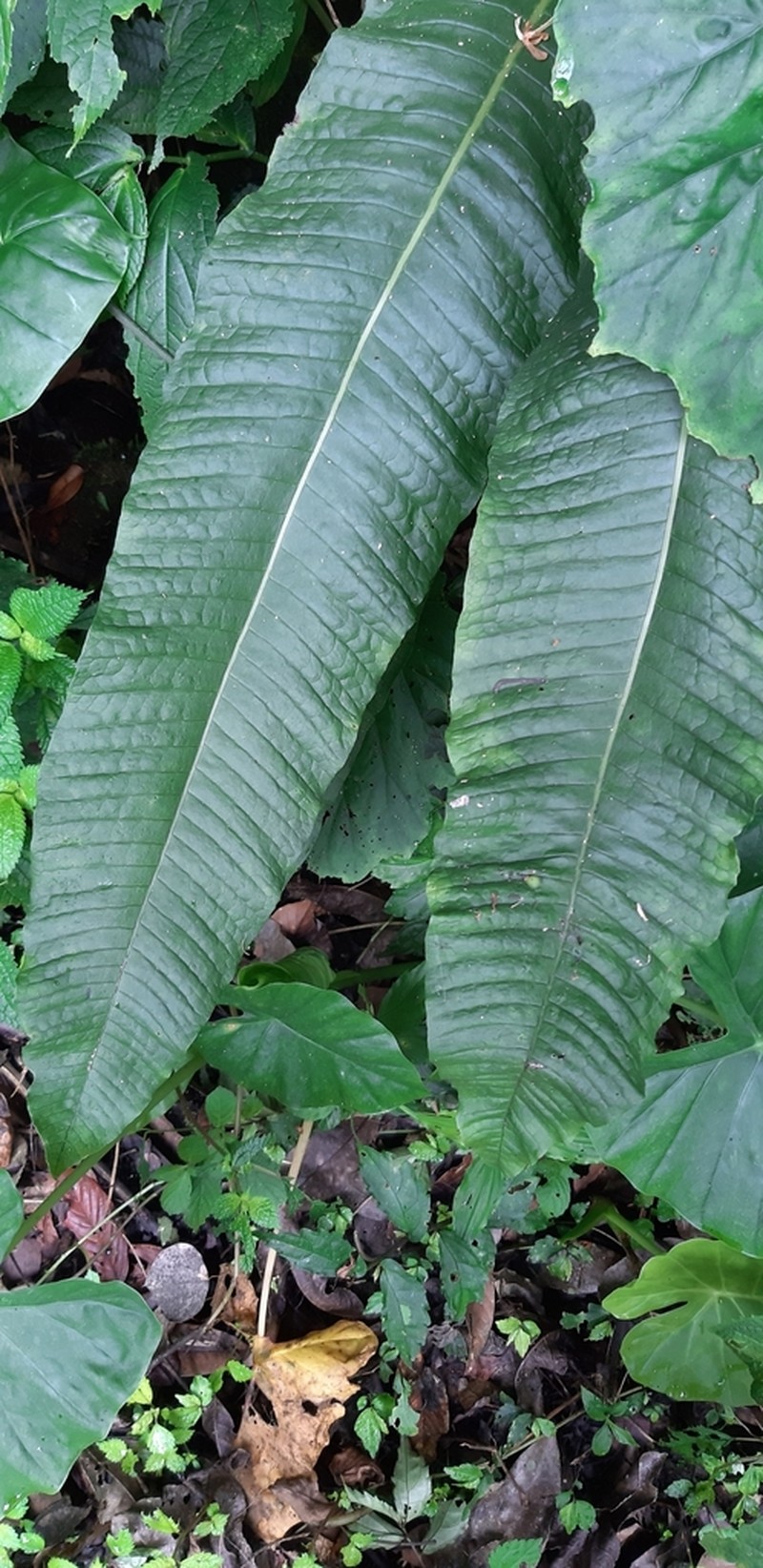 Bosmania membranacea photo 3