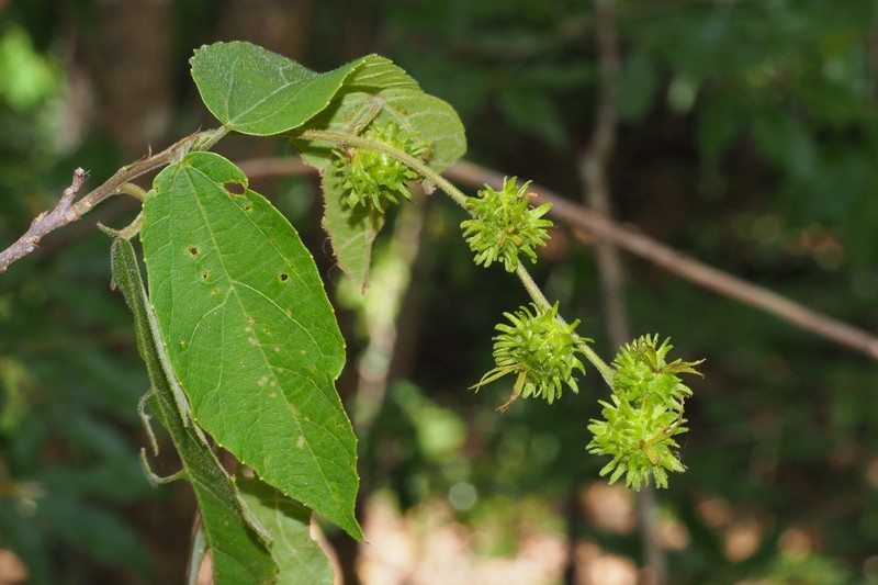 Bossera cristatocarpa