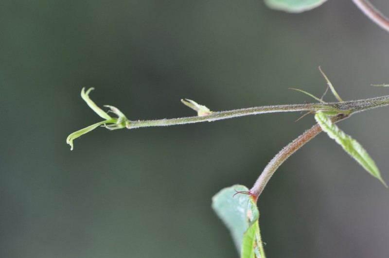 Bossera cristatocarpa photo 2