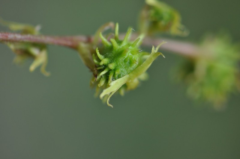 Bossera cristatocarpa photo 3