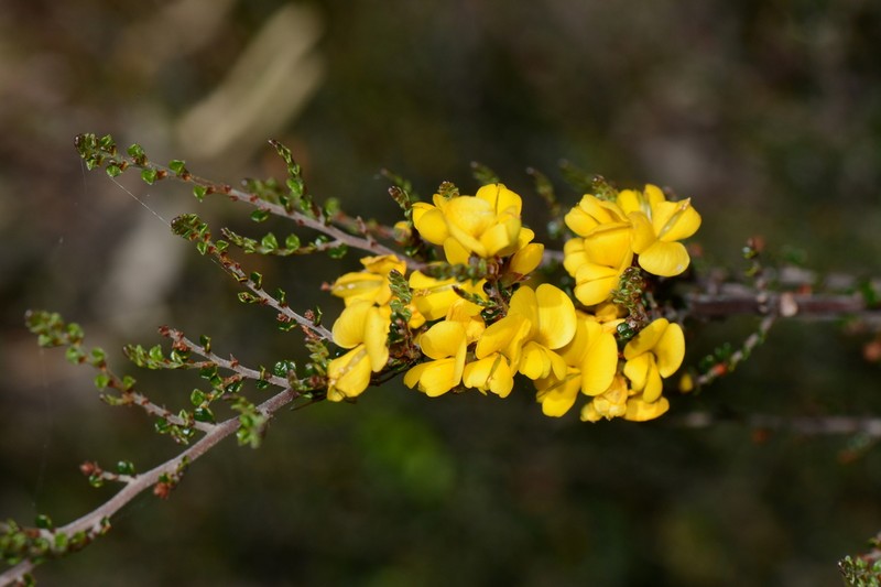 Bossiaea alpina