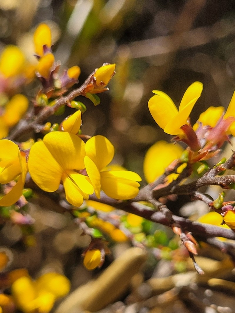 Bossiaea alpina photo 2
