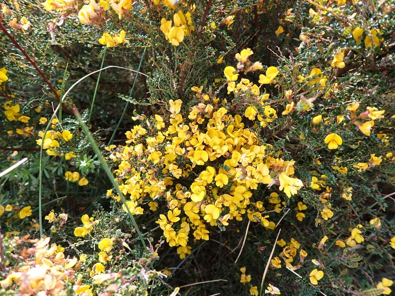 Bossiaea alpina photo 3