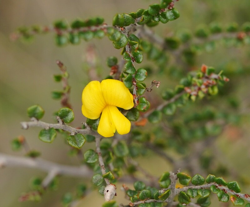 Bossiaea alpina photo 4