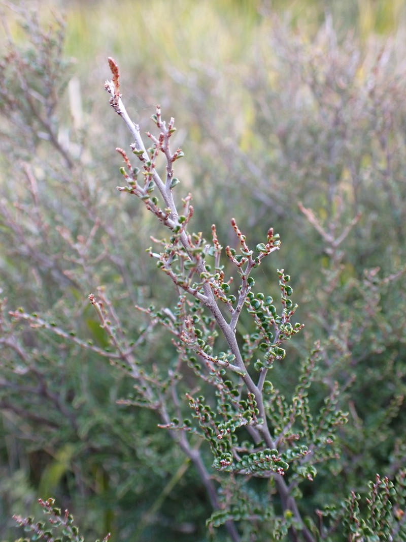 Bossiaea alpina photo 6