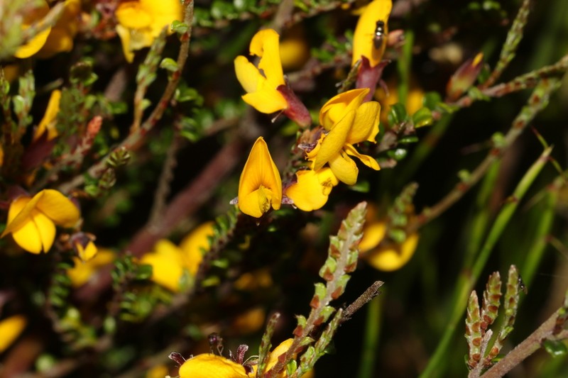 Bossiaea alpina photo 7