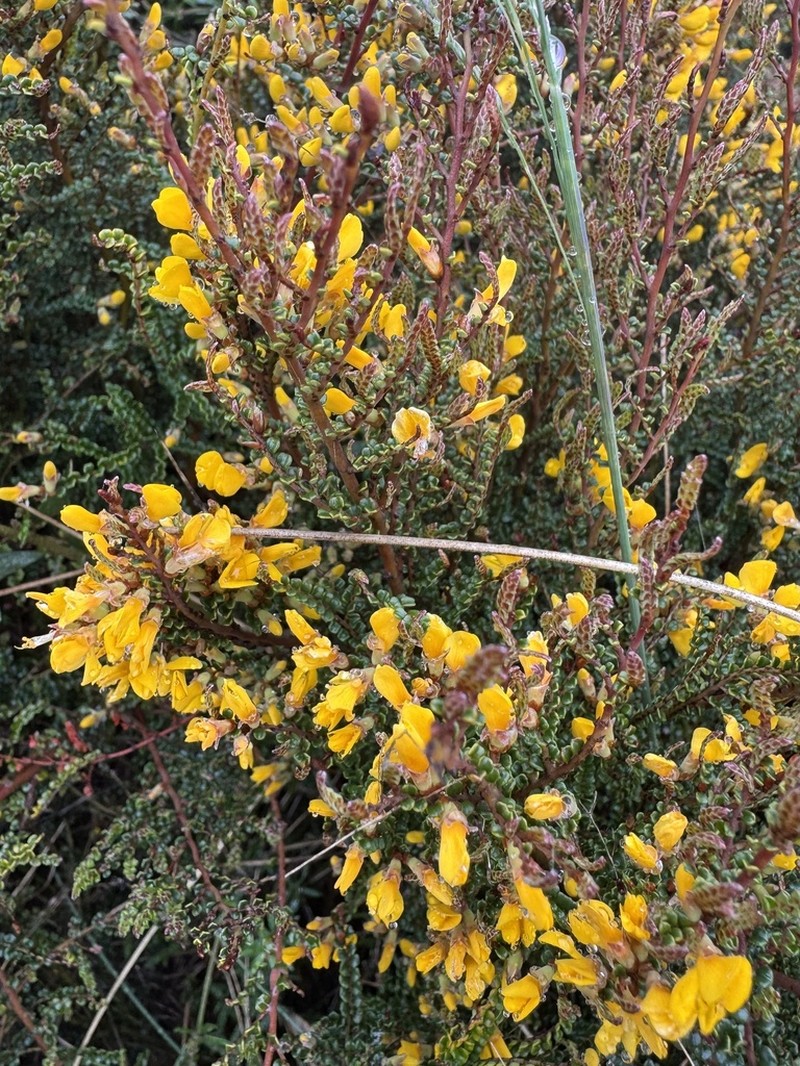 Bossiaea alpina photo 8