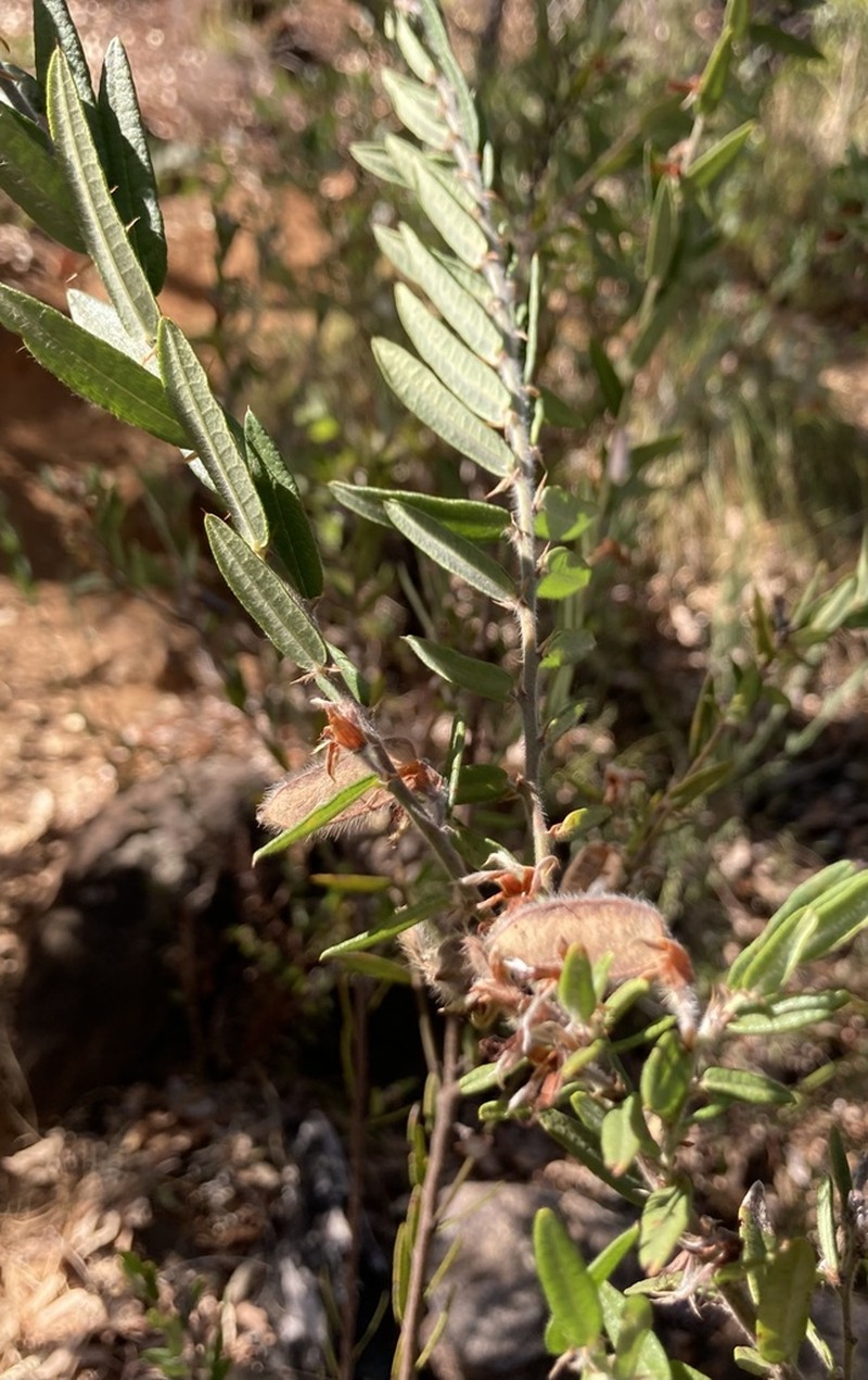 Bossiaea angustifolia