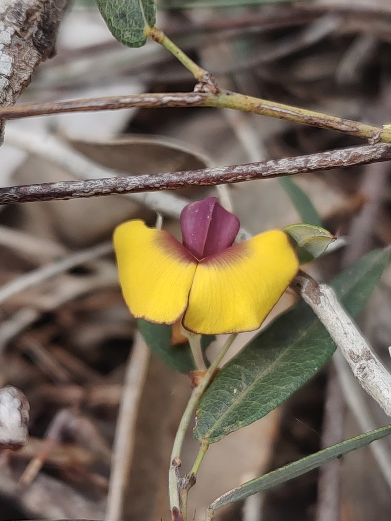 Bossiaea angustifolia photo 2
