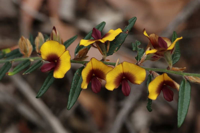 Bossiaea angustifolia photo 3