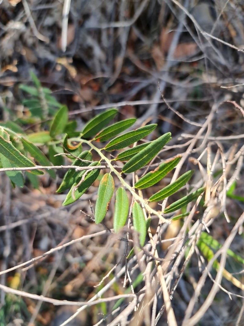 Bossiaea angustifolia photo 4