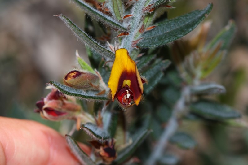 Bossiaea angustifolia photo 5