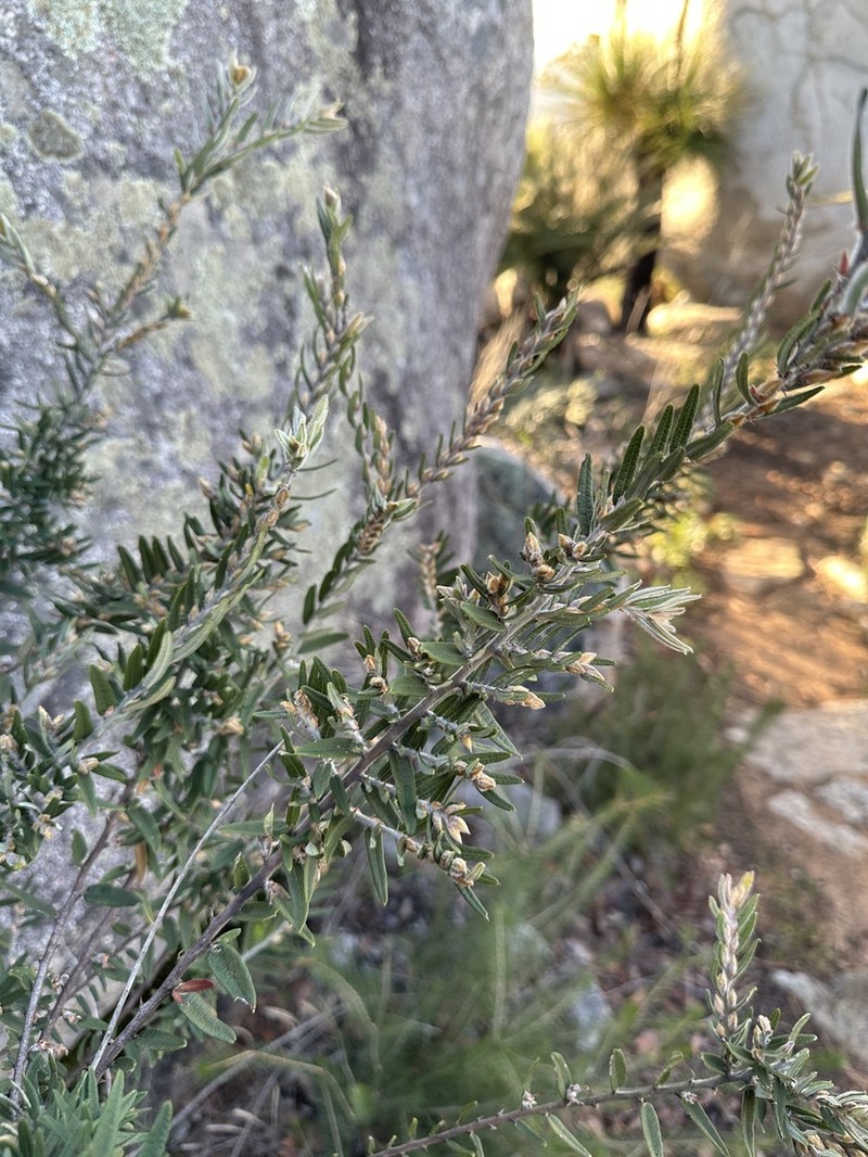 Bossiaea angustifolia photo 6